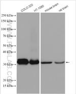 PYCR1 Antibody in Western Blot (WB)