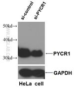 PYCR1 Antibody in Western Blot (WB)