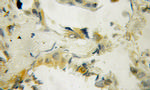 UBXN11 Antibody in Immunohistochemistry (Paraffin) (IHC (P))