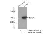 UBXN11 Antibody in Immunoprecipitation (IP)