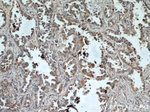 UBXN11 Antibody in Immunohistochemistry (Paraffin) (IHC (P))