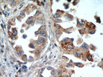 UBXN11 Antibody in Immunohistochemistry (Paraffin) (IHC (P))