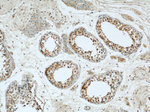 UBXN11 Antibody in Immunohistochemistry (Paraffin) (IHC (P))