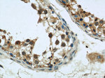 UBXN11 Antibody in Immunohistochemistry (Paraffin) (IHC (P))