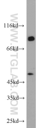 UBXN11 Antibody in Western Blot (WB)