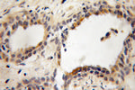 PITPNB Antibody in Immunohistochemistry (Paraffin) (IHC (P))