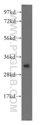 PITPNB Antibody in Western Blot (WB)