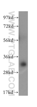 PITPNB Antibody in Western Blot (WB)
