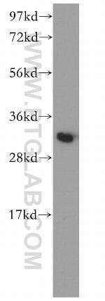 PITPNB Antibody in Western Blot (WB)