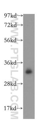 PITPNB Antibody in Western Blot (WB)