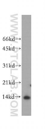 PHPT1 Antibody in Western Blot (WB)