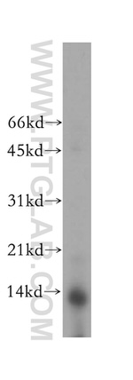 PHPT1 Antibody in Western Blot (WB)