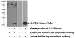 IL36RN Antibody in Western Blot (WB)