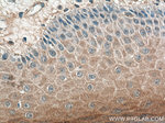 IL36RN Antibody in Immunohistochemistry (Paraffin) (IHC (P))