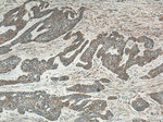 IL36RN Antibody in Immunohistochemistry (Paraffin) (IHC (P))
