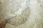 MTHFS Antibody in Immunohistochemistry (Paraffin) (IHC (P))