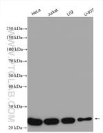 MTHFS Antibody in Western Blot (WB)