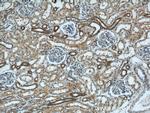 ZFYVE16 Antibody in Immunohistochemistry (Paraffin) (IHC (P))