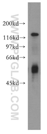 TEAD3 Antibody in Western Blot (WB)