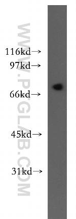 LNX1 Antibody in Western Blot (WB)