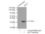 KLF7 Antibody in Immunoprecipitation (IP)