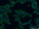 FDFT1 Antibody in Immunocytochemistry (ICC/IF)