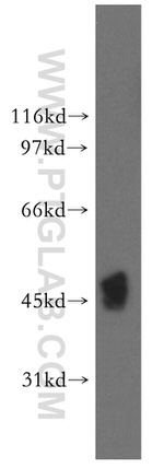 FDFT1 Antibody in Western Blot (WB)