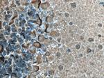TrkB Antibody in Immunohistochemistry (Paraffin) (IHC (P))