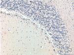 TrkB Antibody in Immunohistochemistry (Paraffin) (IHC (P))