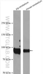 TrkB Antibody in Western Blot (WB)