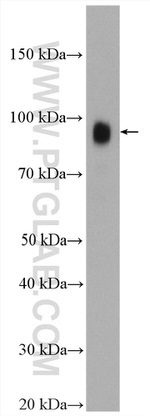 TrkB Antibody in Western Blot (WB)
