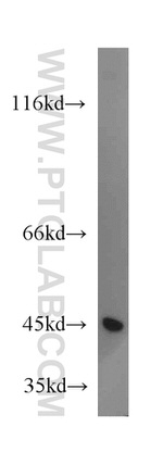 ORAI1 Antibody in Western Blot (WB)