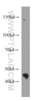 ORAI1 Antibody in Western Blot (WB)
