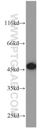 ORAI1 Antibody in Western Blot (WB)