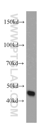 ORAI1 Antibody in Western Blot (WB)