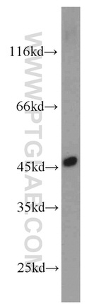 ORAI1 Antibody in Western Blot (WB)