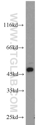 ORAI1 Antibody in Western Blot (WB)