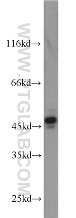 ORAI1 Antibody in Western Blot (WB)