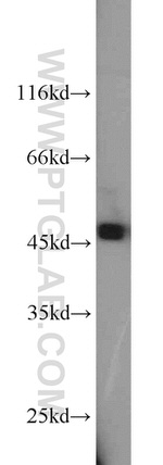 ORAI1 Antibody in Western Blot (WB)