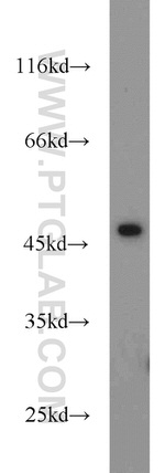 ORAI1 Antibody in Western Blot (WB)