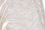 SNTA1 Antibody in Immunohistochemistry (Paraffin) (IHC (P))