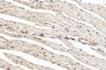 SNTA1 Antibody in Immunohistochemistry (Paraffin) (IHC (P))