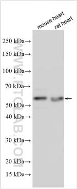 SNTA1 Antibody in Western Blot (WB)