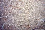 TRAV20 Antibody in Immunohistochemistry (Paraffin) (IHC (P))