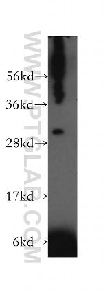 TRAV20 Antibody in Western Blot (WB)