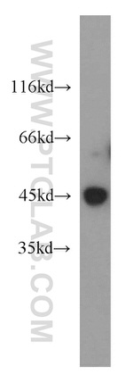 CCNL1 Antibody in Western Blot (WB)