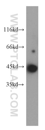 CCNL1 Antibody in Western Blot (WB)
