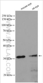 RDH5 Antibody in Western Blot (WB)