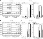 Tau Antibody in Western Blot (WB)