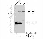 FGD1 Antibody in Immunoprecipitation (IP)
